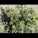 Kumquats